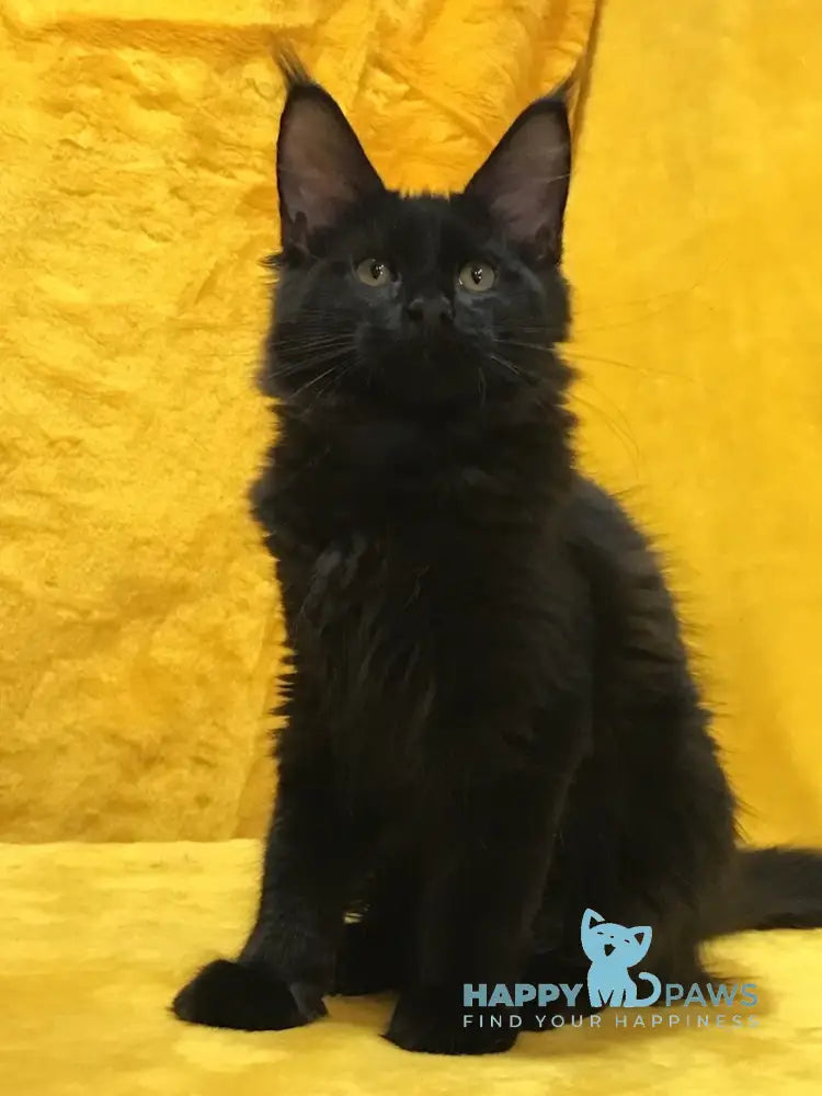 Antracit Maine Coon male black live animals