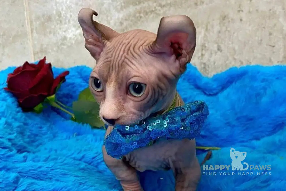 Antuan Dwelf male black bicolour live animals