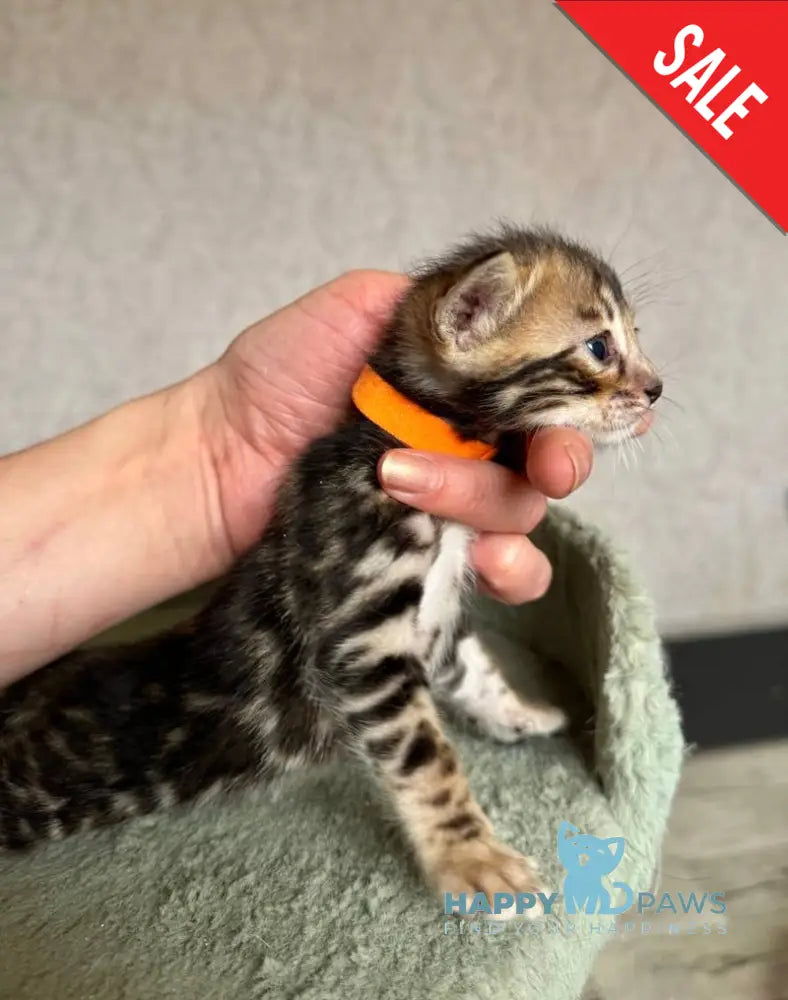 Anwar Bengal male black spotted tabby live animals