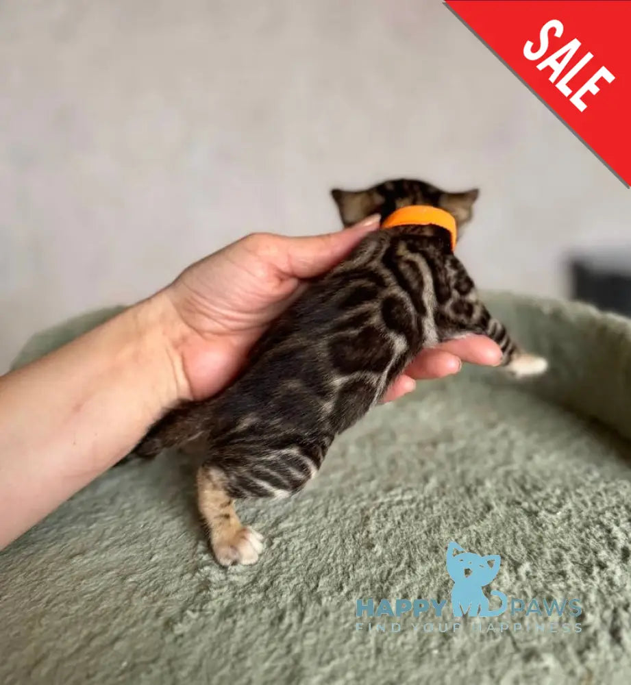 Anwar Bengal male black spotted tabby live animals