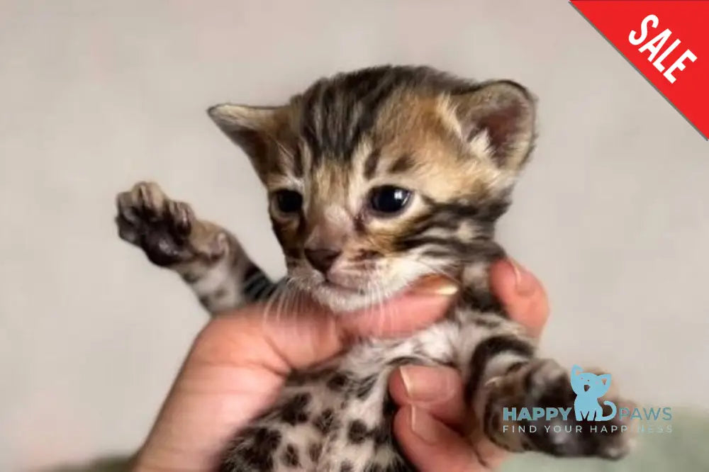 Anwar Bengal male black spotted tabby live animals