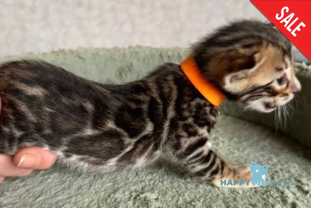 Anwar Bengal male black spotted tabby live animals