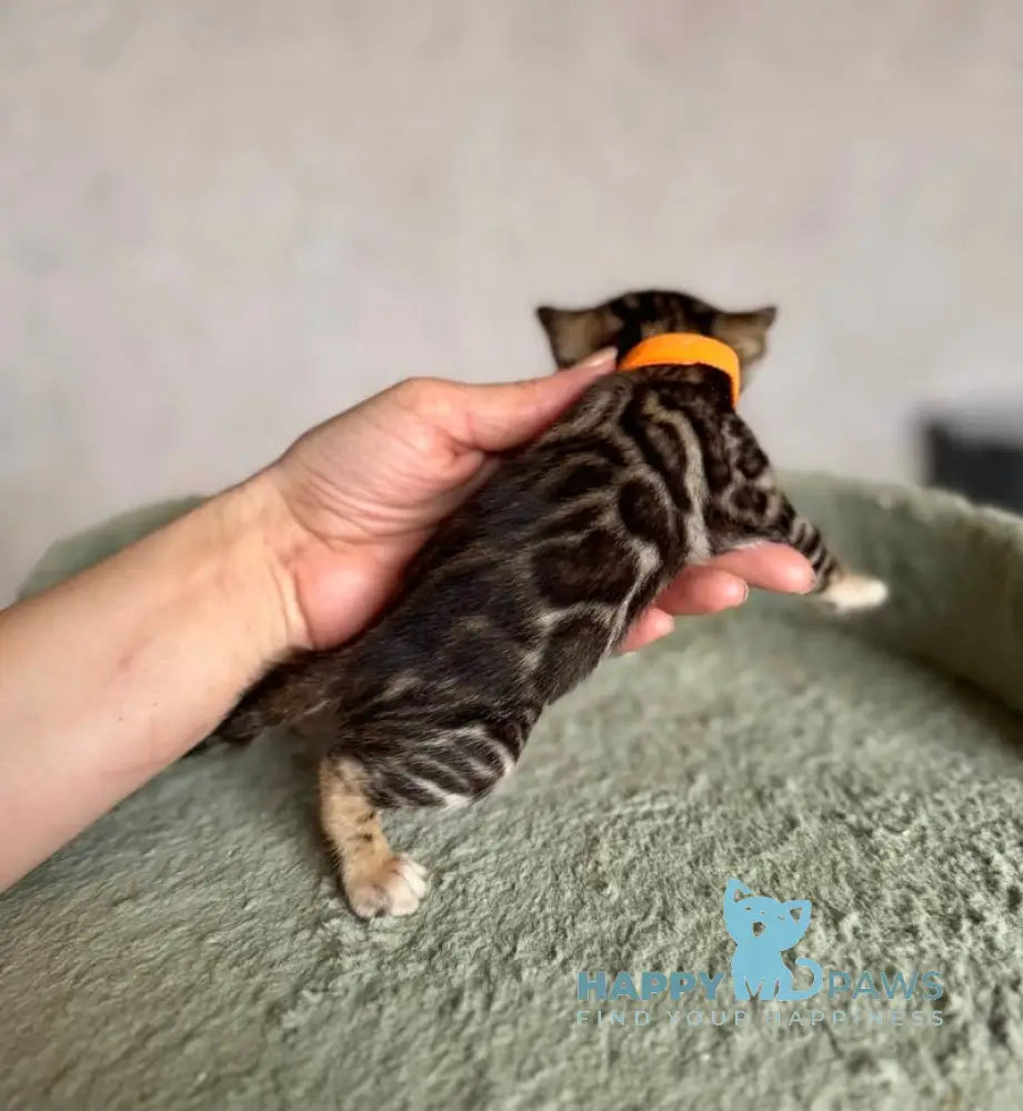 Anwar Bengal male black spotted tabby live animals