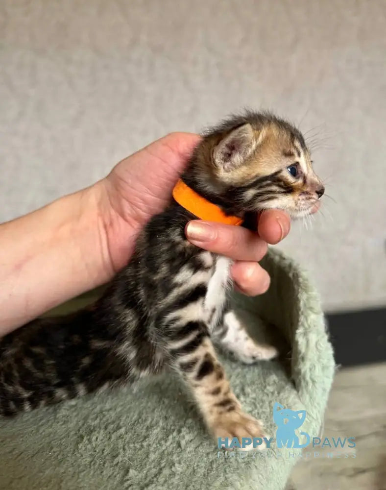 Anwar Bengal male black spotted tabby live animals