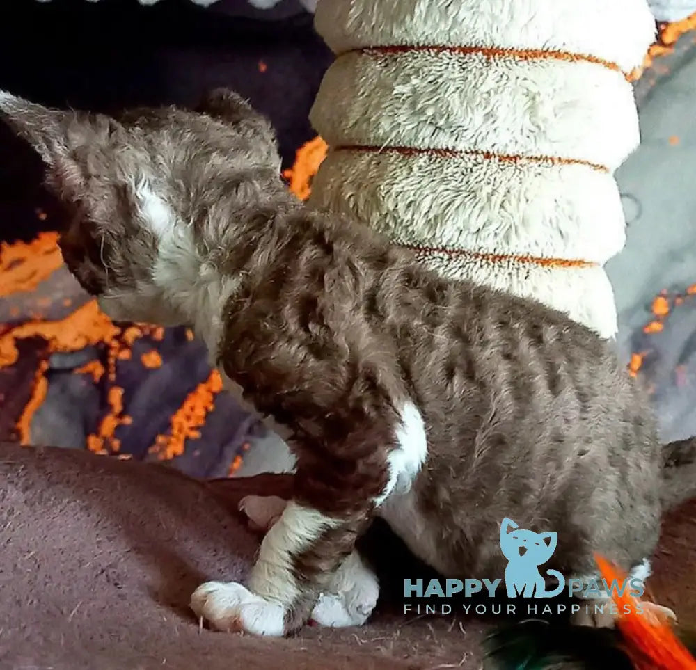 Anya Devon Rex female chocolate bicolour live animals