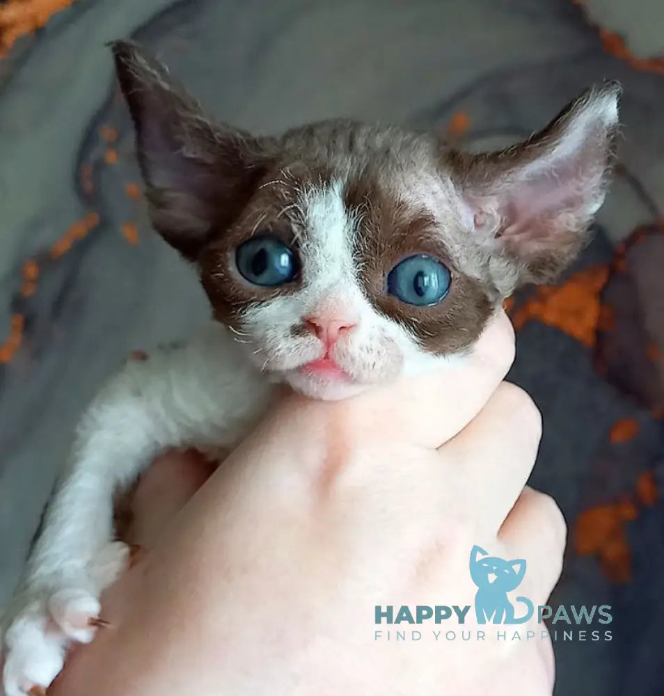 Anya Devon Rex female chocolate bicolour live animals