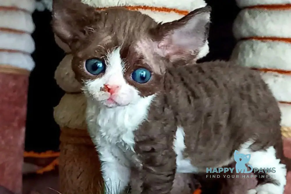 Anya Devon Rex female chocolate bicolour live animals