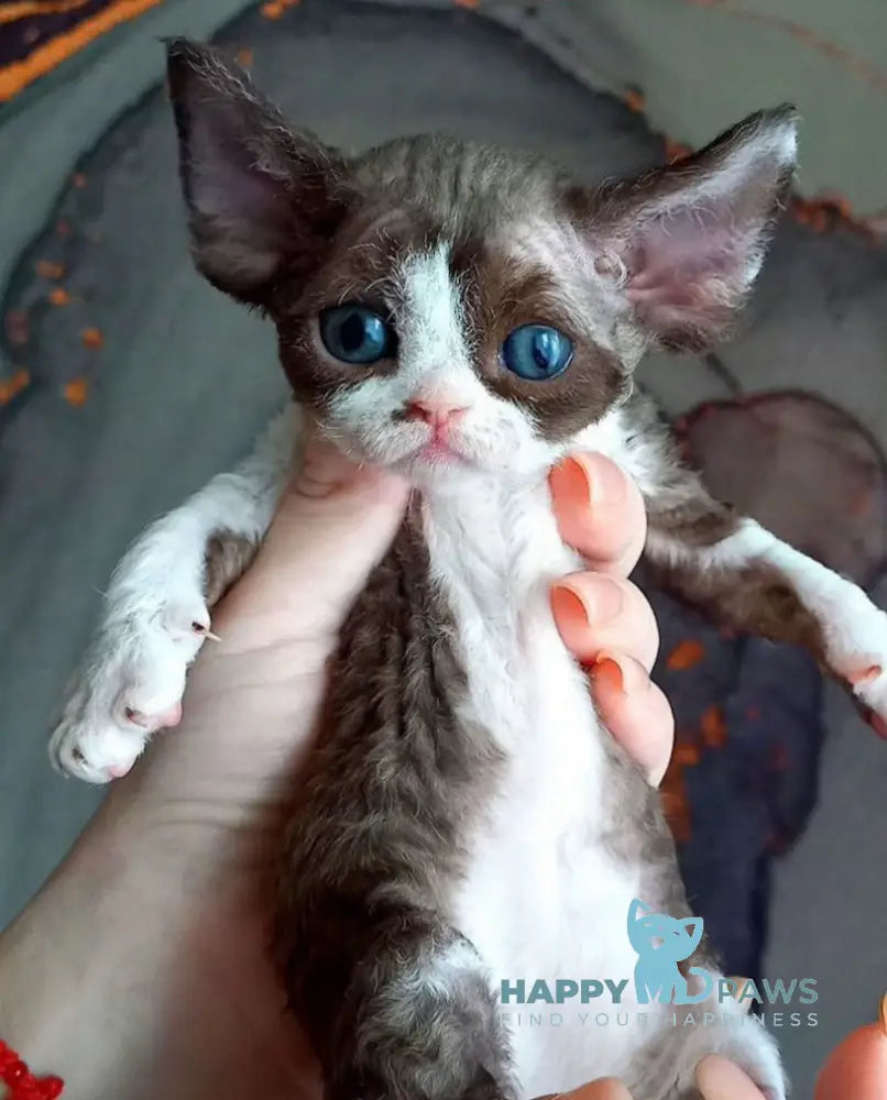 Anya Devon Rex female chocolate bicolour live animals