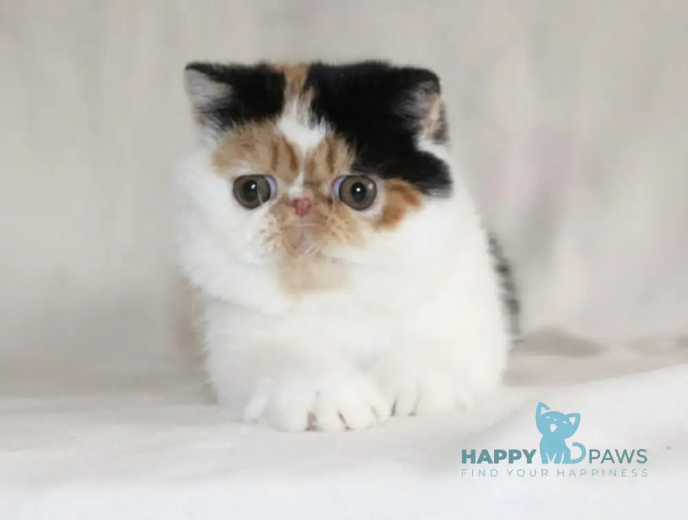 Anyta Exotic female black tortie bicolour live animals