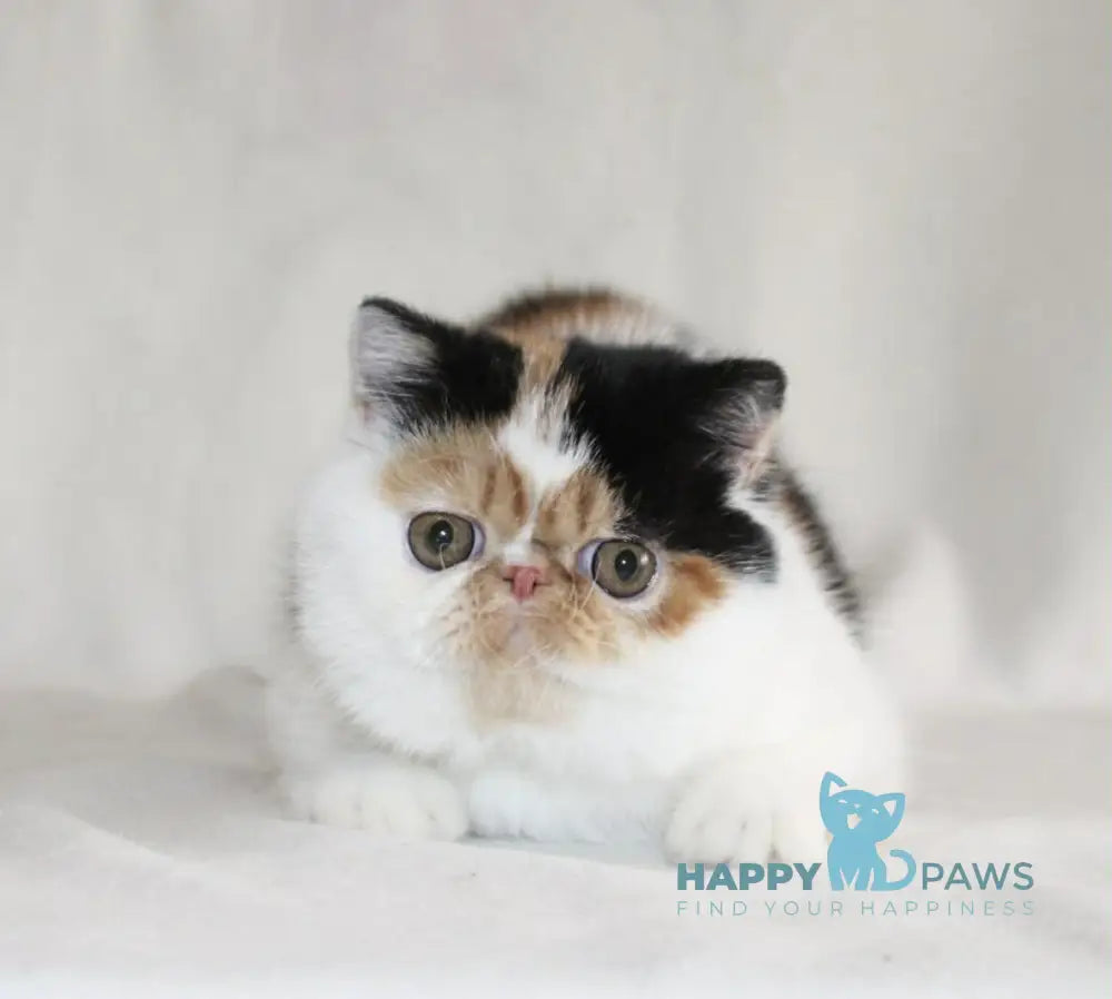 Anyta Exotic female black tortie bicolour live animals