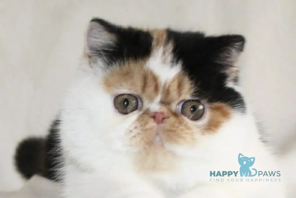 Anyta Exotic female black tortie bicolour live animals