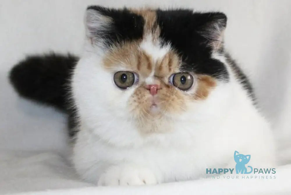 Anyta Exotic female black tortie bicolour live animals