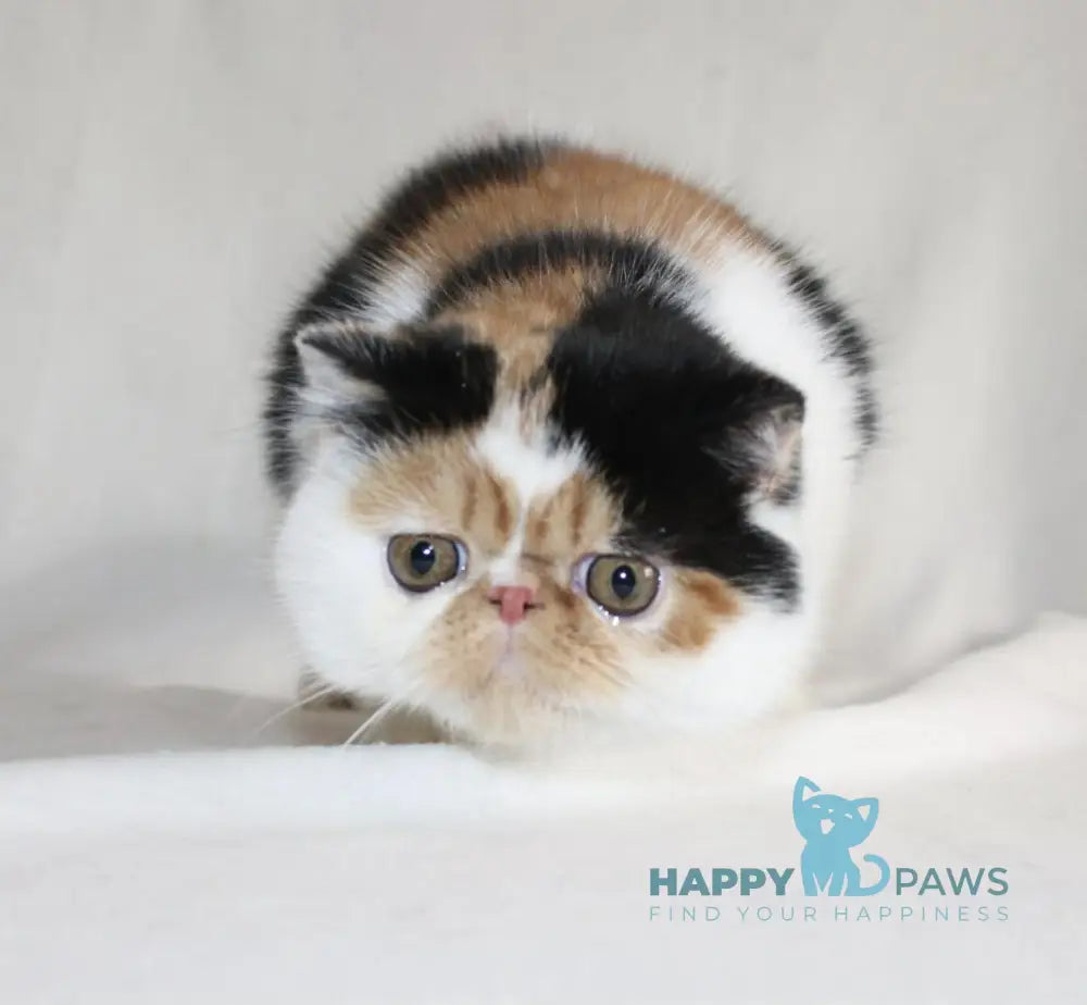 Anyta Exotic female black tortie bicolour live animals