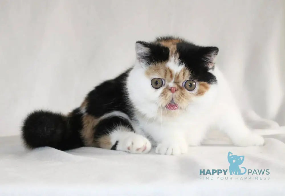 Anyta Exotic female black tortie bicolour live animals