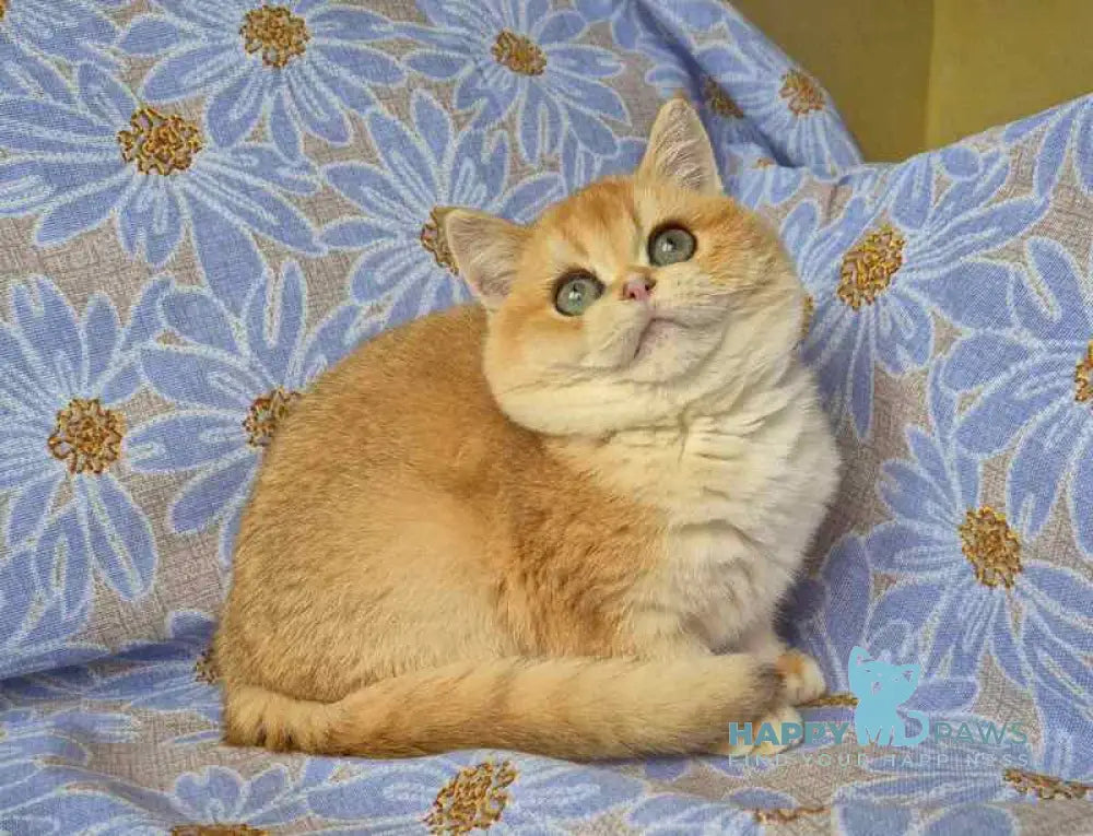 Apelsin Scottish Straight male black golden chinchilla live animals