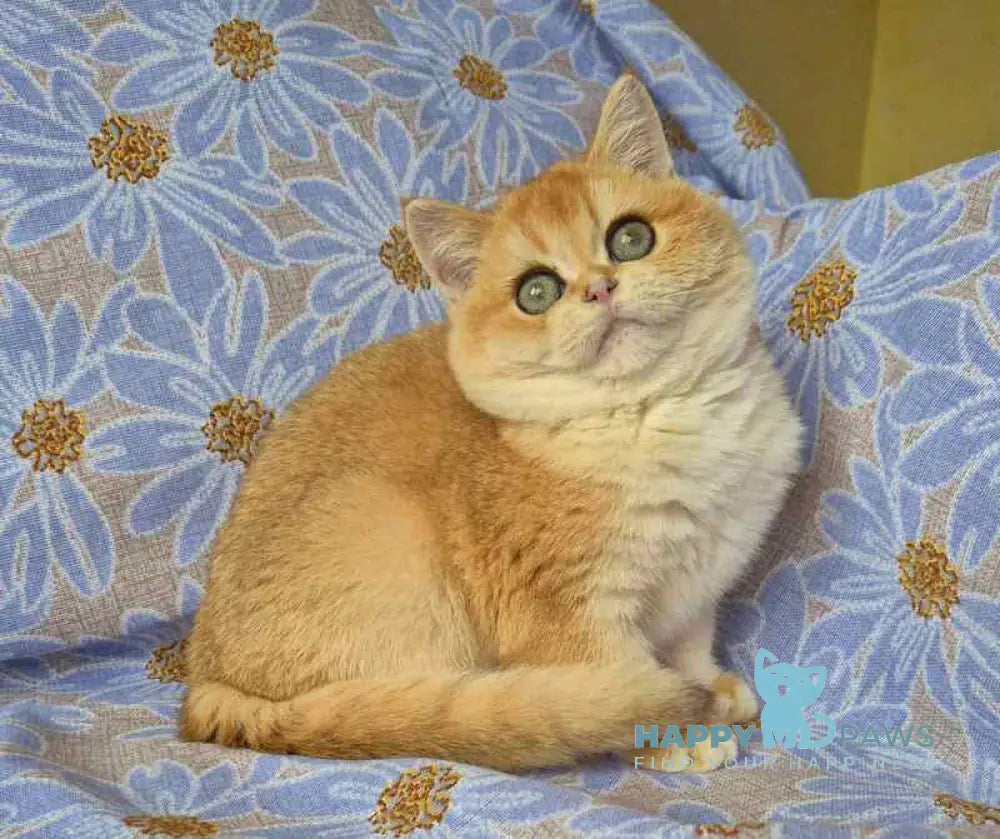 Apelsin Scottish Straight male black golden chinchilla live animals