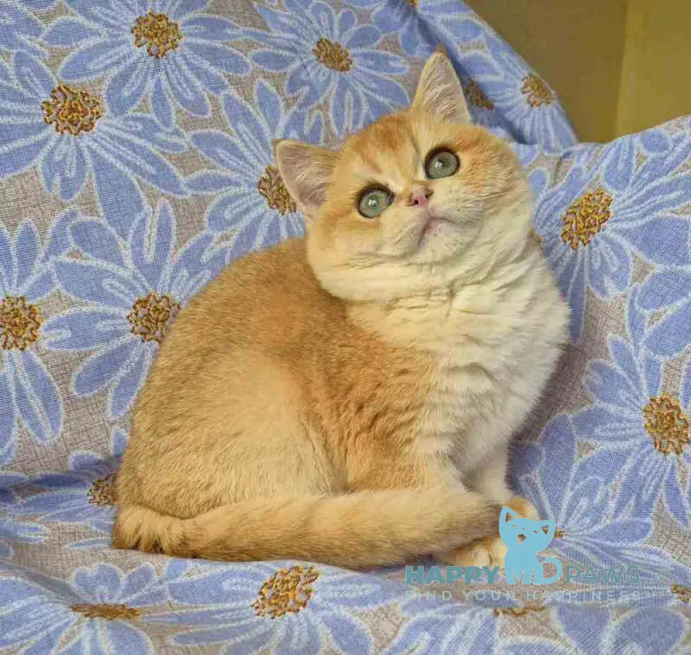 Apelsin Scottish Straight male black golden chinchilla live animals