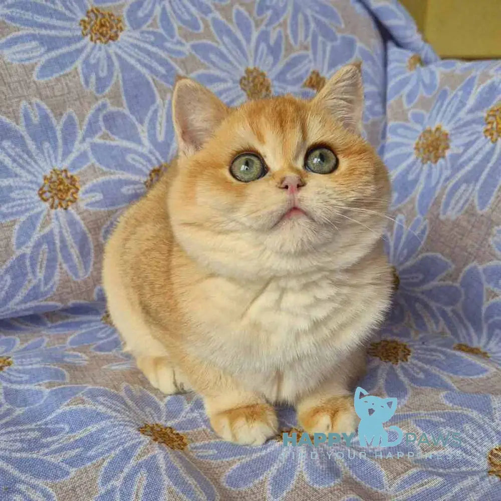 Apelsin Scottish Straight male black golden chinchilla live animals