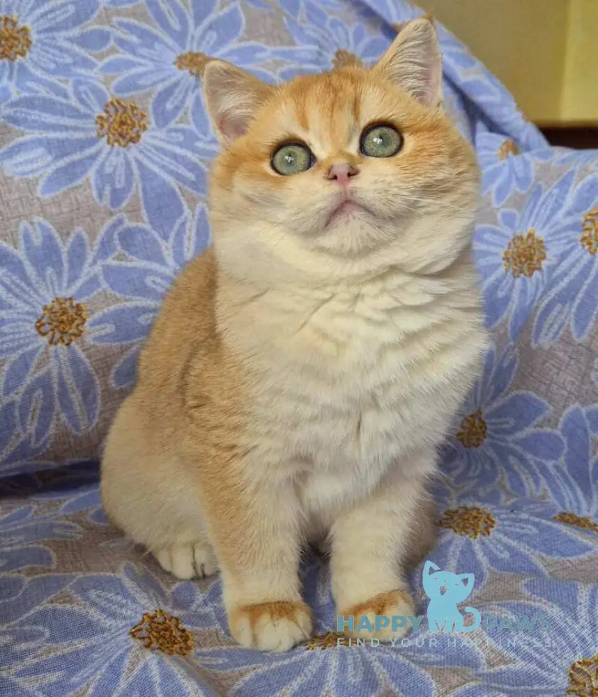 Apelsin Scottish Straight male black golden chinchilla live animals