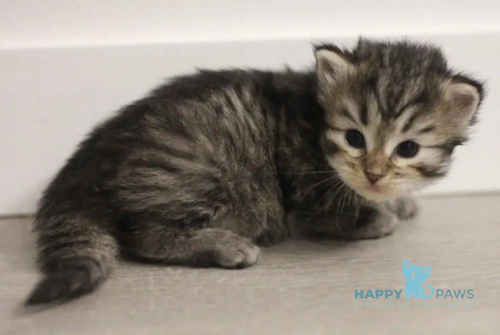 Aphrodite Siberian female black spotted tabby live animals