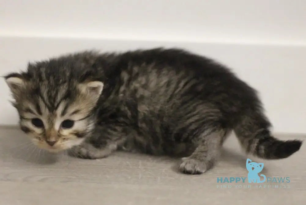 Aphrodite Siberian female black spotted tabby live animals
