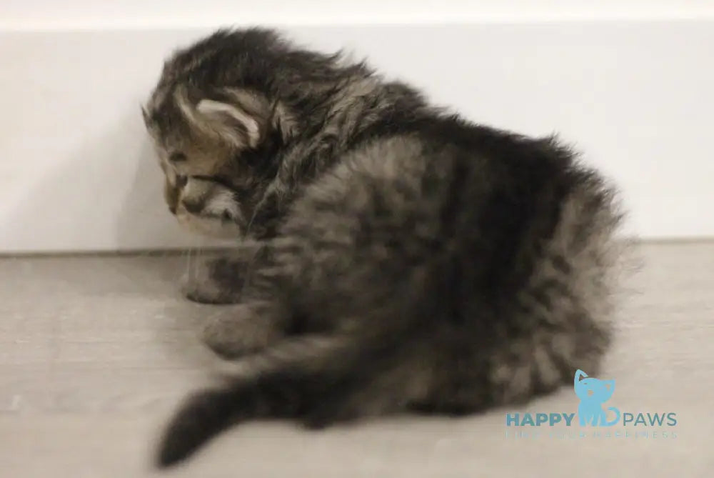 Aphrodite Siberian female black spotted tabby live animals