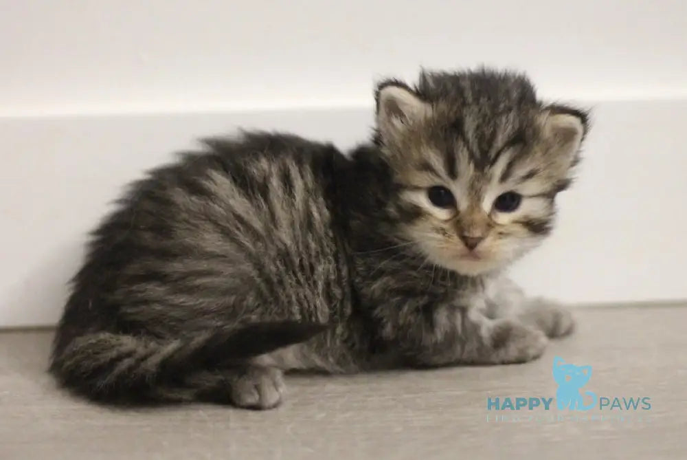 Aphrodite Siberian female black spotted tabby live animals