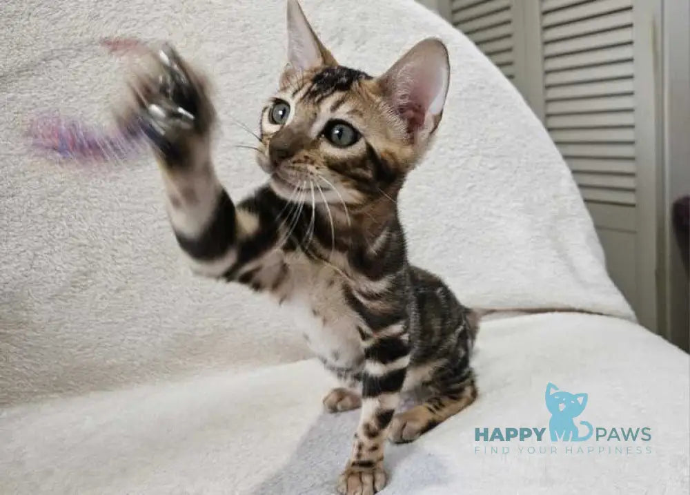 Apolina Bengal female black spotted tabby live animals