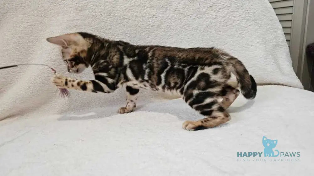 Apolina Bengal female black spotted tabby live animals