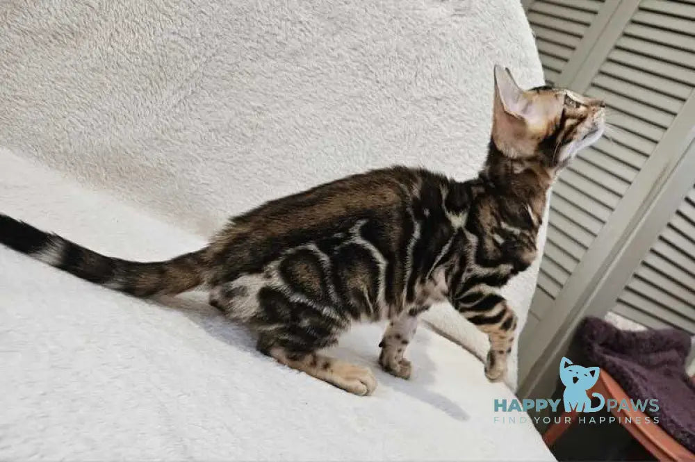 Apolina Bengal female black spotted tabby live animals