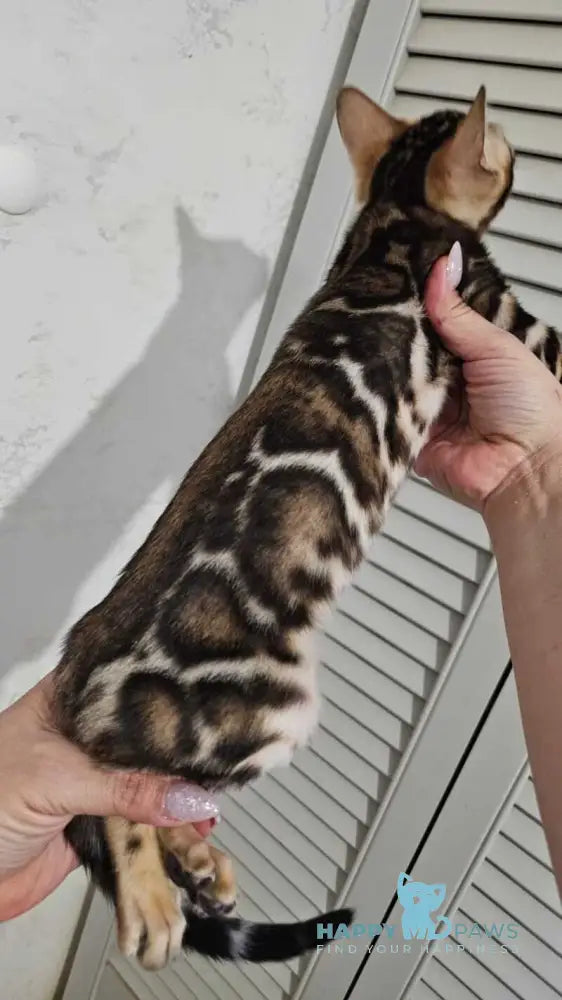 Apolina Bengal female black spotted tabby live animals