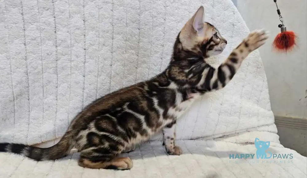 Apolina Bengal female black spotted tabby live animals