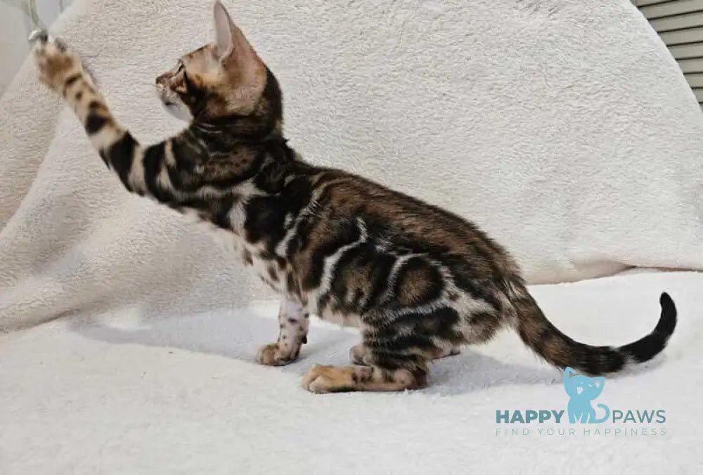 Apolina Bengal female black spotted tabby live animals