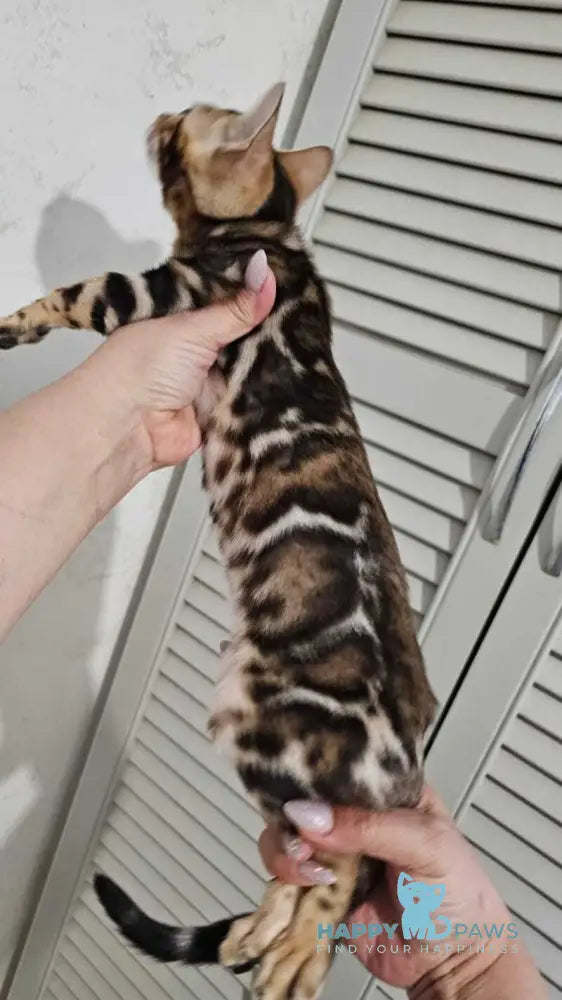 Apolina Bengal female black spotted tabby live animals