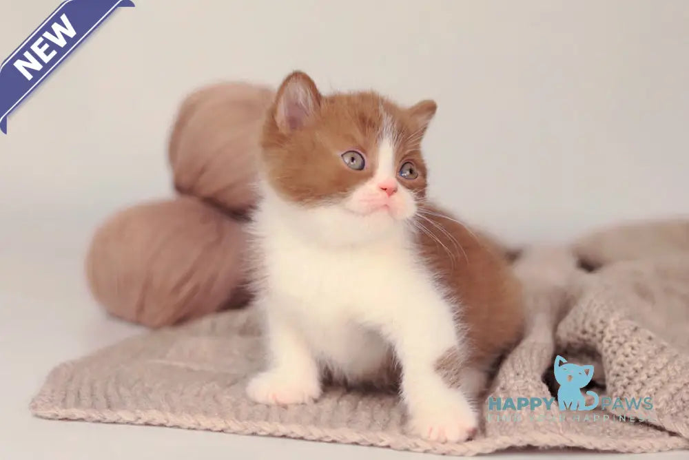 Apollion British Shorthair male cinnamon bicolour live animals