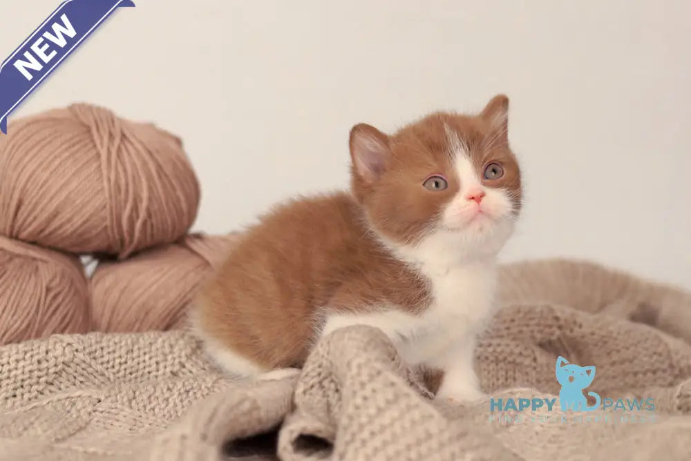 Apollion British Shorthair male cinnamon bicolour live animals