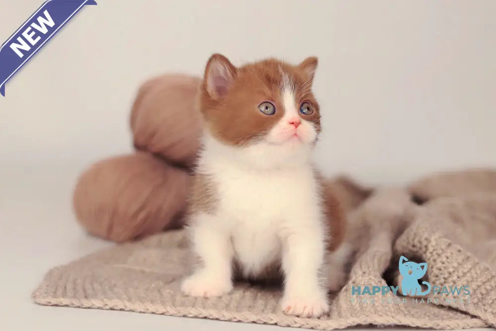 Apollion British Shorthair male cinnamon bicolour live animals