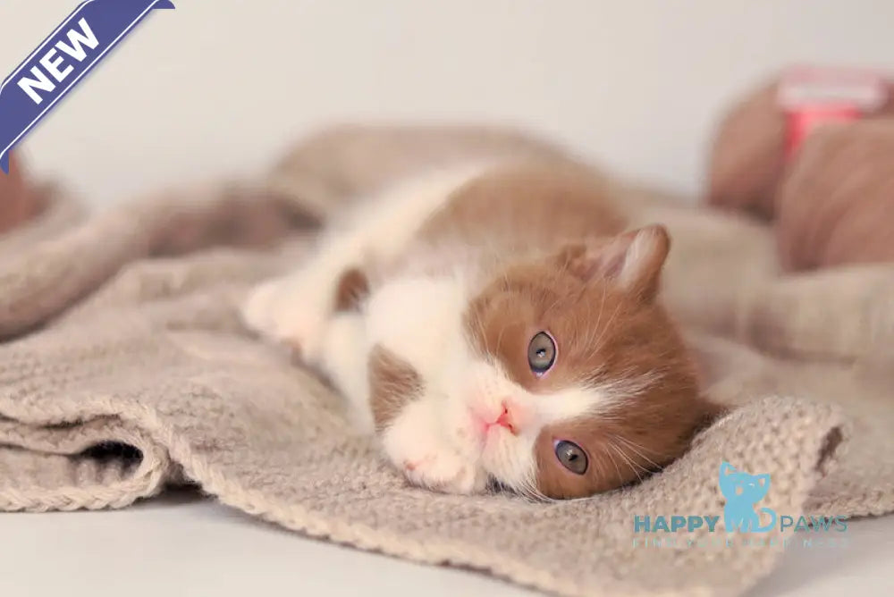 Apollion British Shorthair male cinnamon bicolour live animals