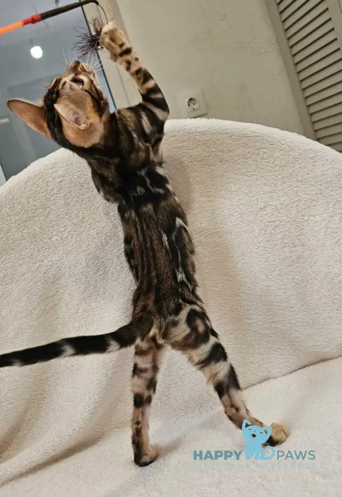 Apollo Bengal male black spotted tabby live animals