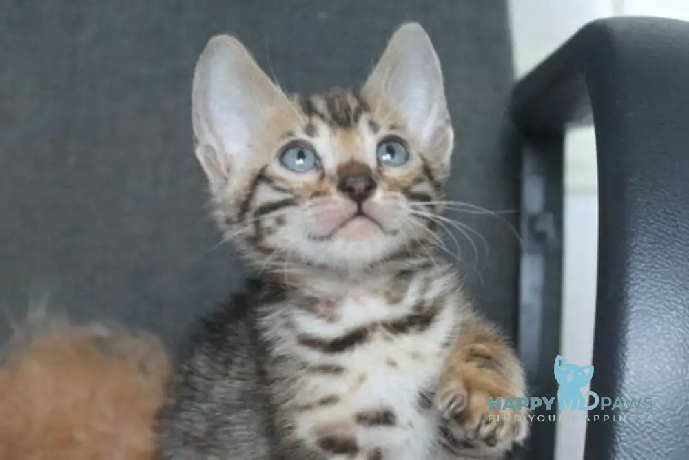 Apollo Bengal male black spotted tabby - live animals