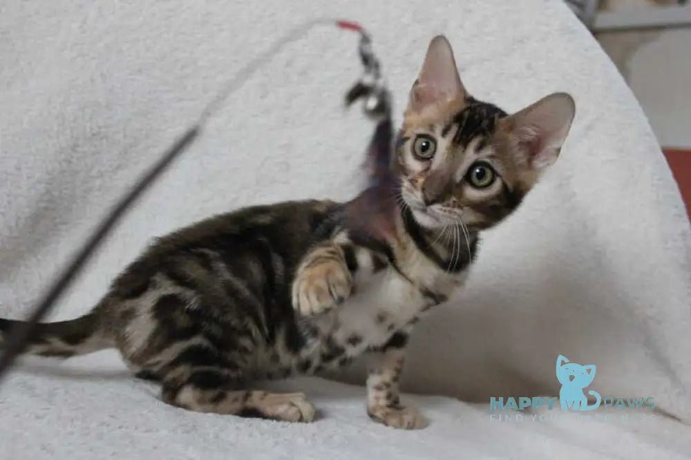 Apollo Bengal male black spotted tabby live animals