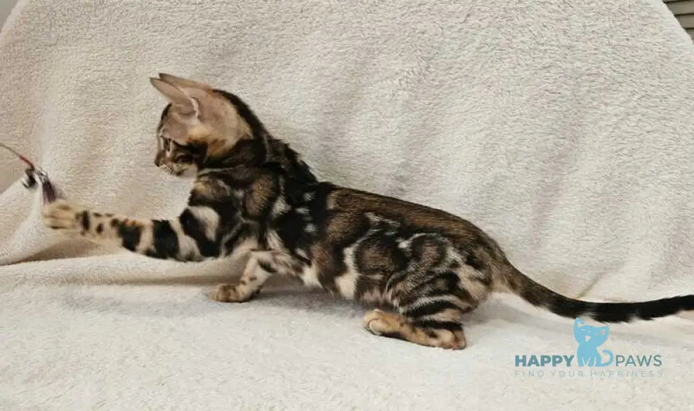 Apollo Bengal male black spotted tabby live animals