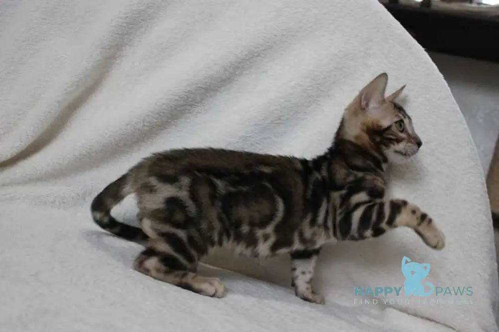 Apollo Bengal male black spotted tabby live animals