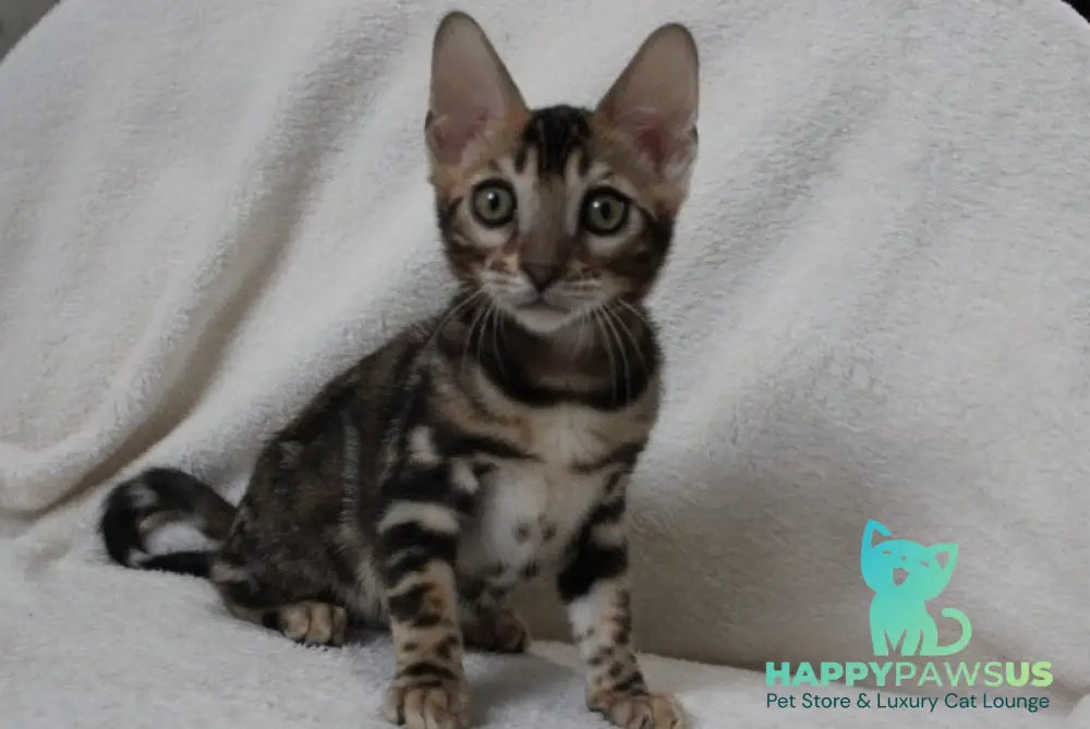 Apollo Bengal male black spotted tabby live animals