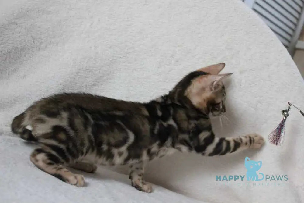 Apollo Bengal male black spotted tabby live animals