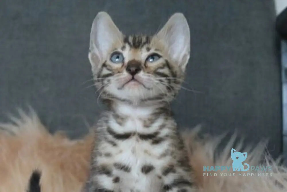 Apollo Bengal male black spotted tabby - live animals