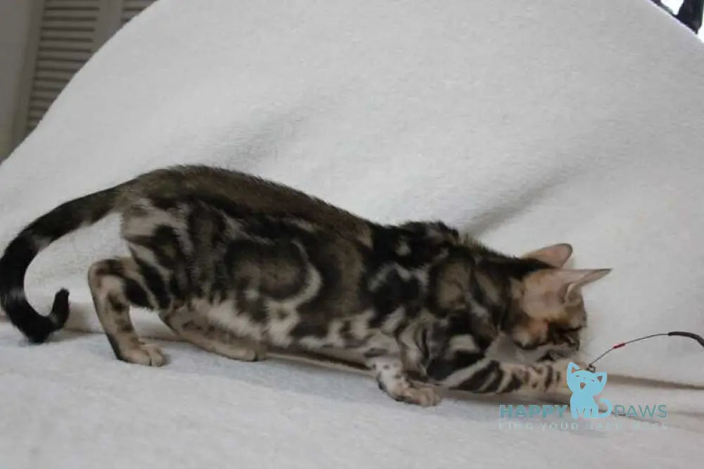 Apollo Bengal male black spotted tabby live animals