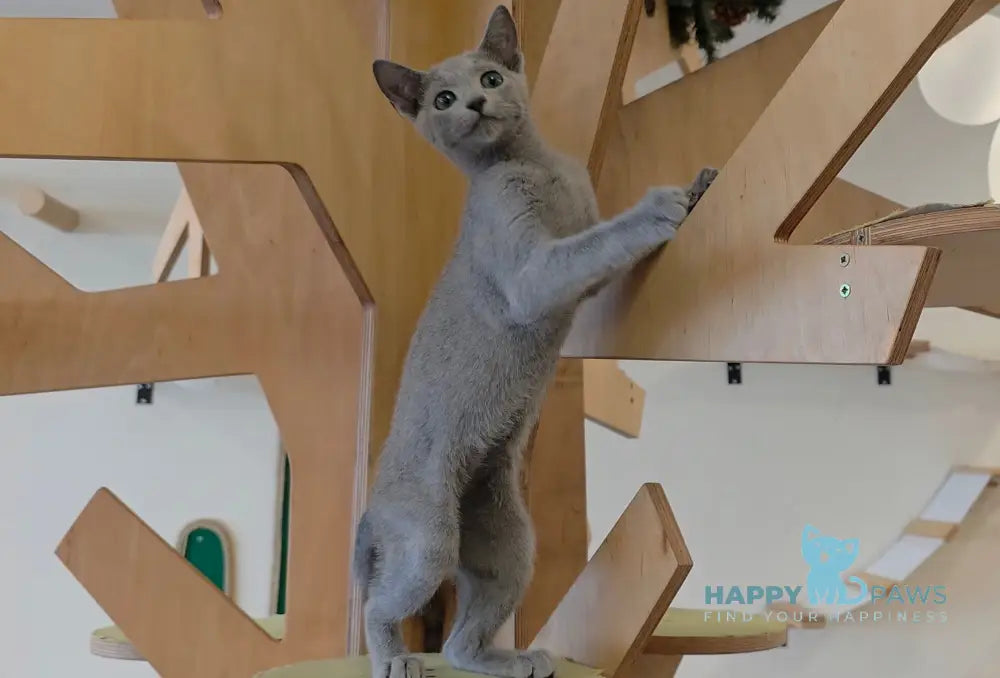 Apollo Russian Blue male blue live animals