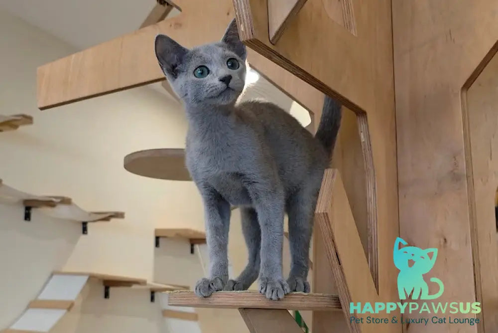 Apollo Russian Blue male blue live animals