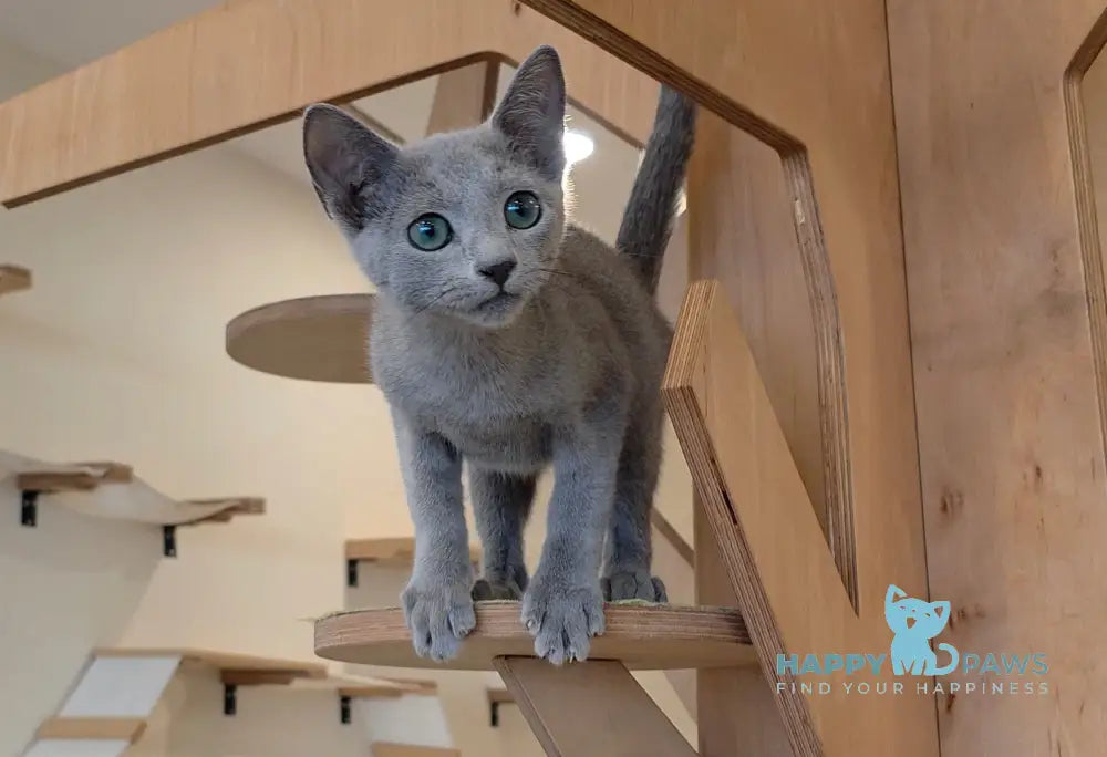 Apollo Russian Blue male blue live animals